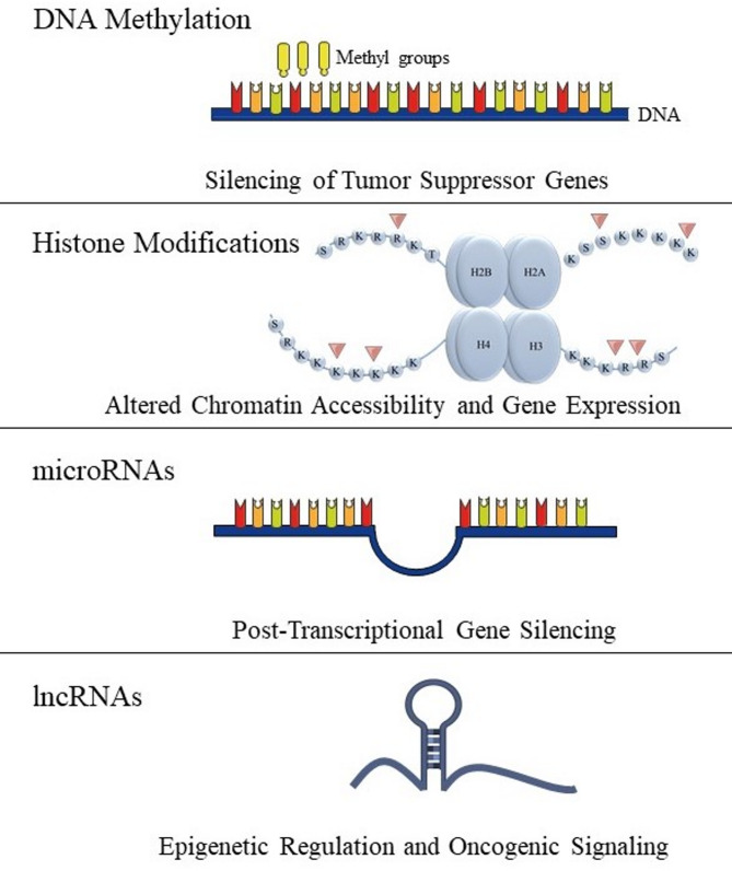 A review of exercise-induced epigenetic modifications in prostate tissue: implications for gene expression and tumor progression in prostate cancer.