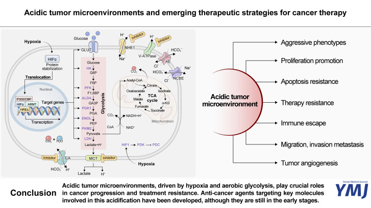 Acidic Tumor Microenvironments and Emerging Therapeutic Strategies for Cancer Therapy.