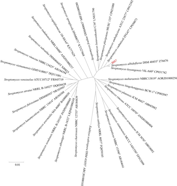 <i>Streptomyces</i> sp. BI87 from human gut: potent anticancer activities and divergence from known <i>Streptomyces</i> lineages.