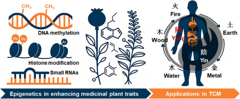 Epigenetic control of the plant metabolome: implications for Chinese medicine.