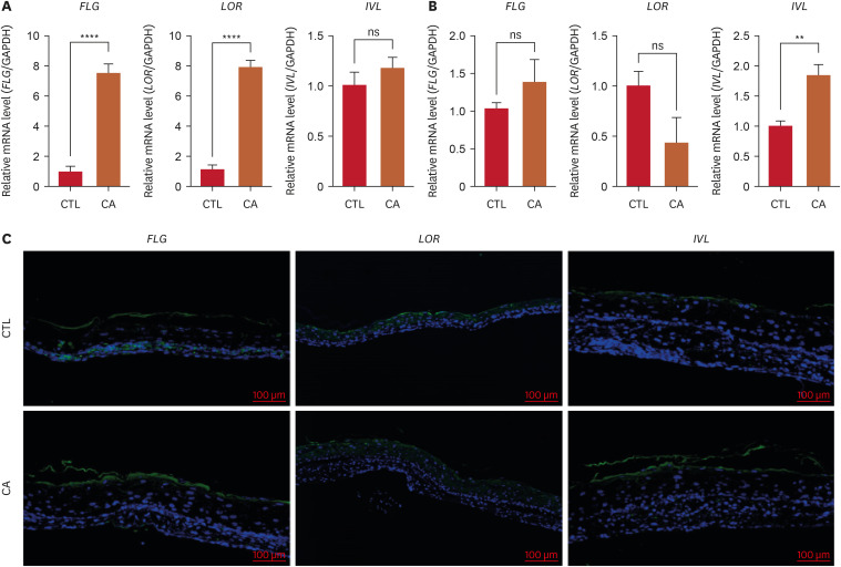 Differential Modulation of Skin Barrier Proteins and Lipid Synthesis by <i>Staphylococcus aureus</i>, <i>Staphylococcus hominis</i>, and <i>Cutibacterium acnes</i>.