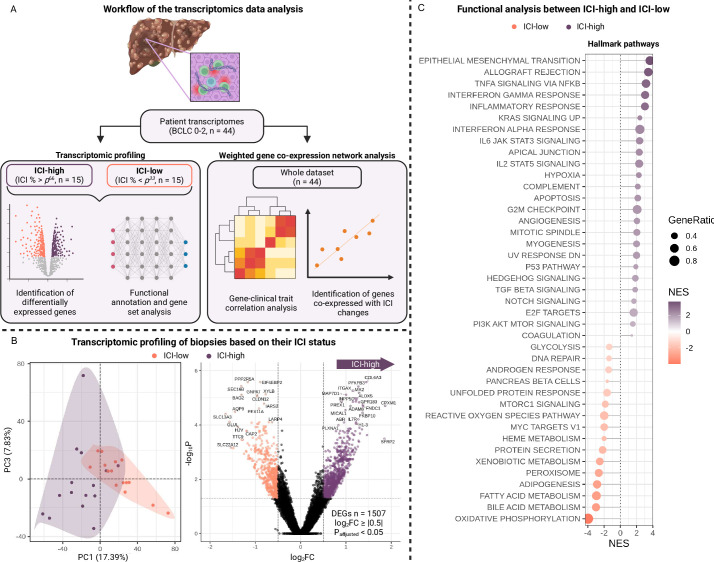 Preliminary qualification of a machine learning-based assessment of the tumor immune infiltrate as a predictor of outcome in patients with hepatocellular carcinoma treated with atezolizumab plus bevacizumab.