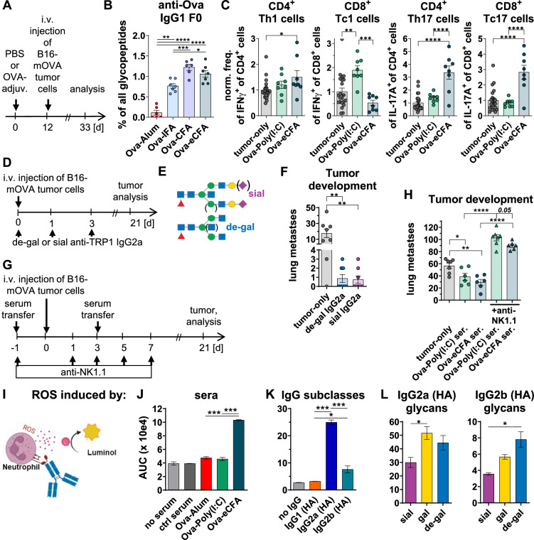 Anti-tumor vaccine efficacy depends on adjuvant type and associates with induced IgG subclass and glycosylation profiles.