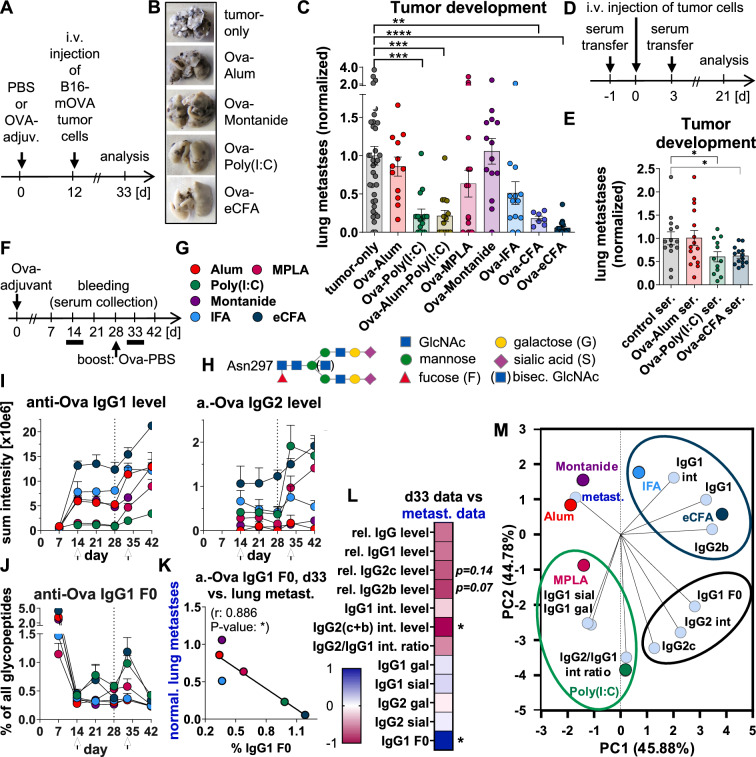 Anti-tumor vaccine efficacy depends on adjuvant type and associates with induced IgG subclass and glycosylation profiles.