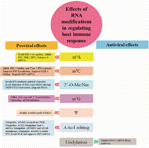 Role of the epitranscriptome in viral infections: beneficial or detrimental?