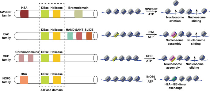 Epigenetic regulation by DNA methylation, histone modifications and chromatin remodeling complexes in controlling spermatogenesis and their dysfunction with male infertility.