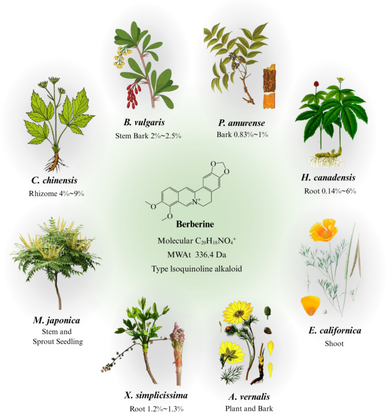 Berberine-based strategies: novel delivery systems bring out new potential for wound healing.