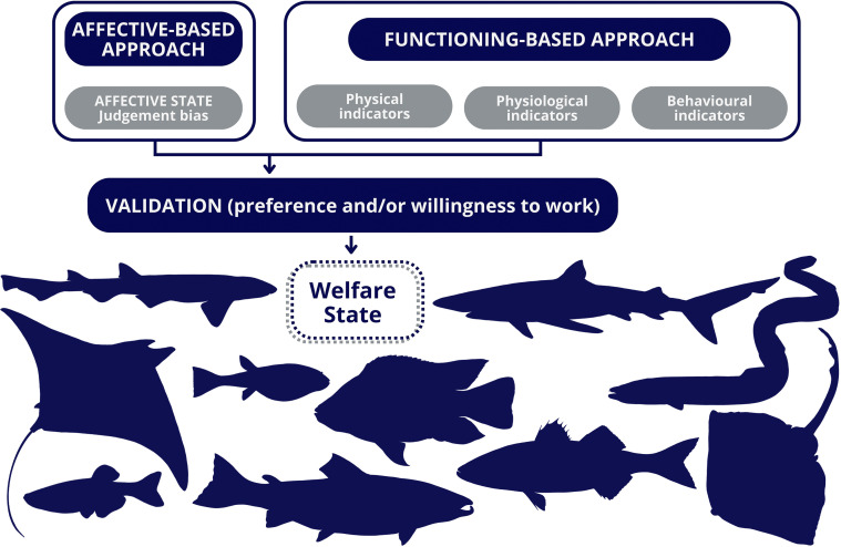 A functional framework for a comprehensive study of welfare in fishes.
