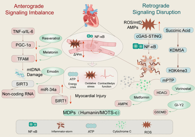 Advances in mitochondria-nucleus crosstalk in septic cardiomyopathy.
