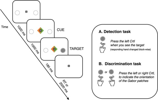 Attention- and action-related oscillatory dynamics in a visuomotor network.