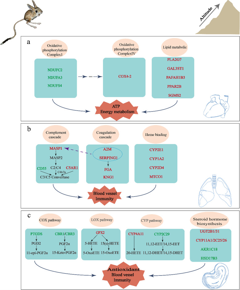 Transcriptome analysis of five-toed jerboa organs reveals high-altitude adaptation mechanisms.