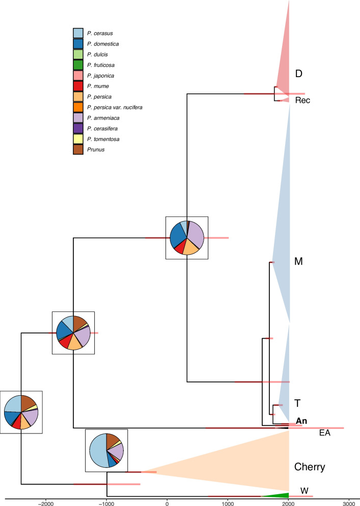 Bayesian phylogenetic and recombination analyses of plum pox virus provide a refined vision of its evolutionary history.