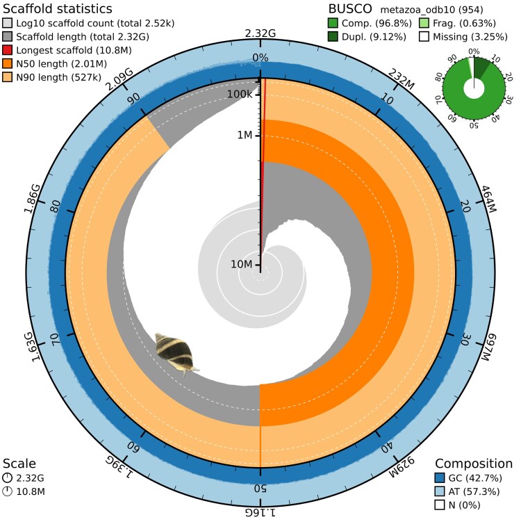 Annotated genome of the Atlantic dog whelk, Nucella lapillus.