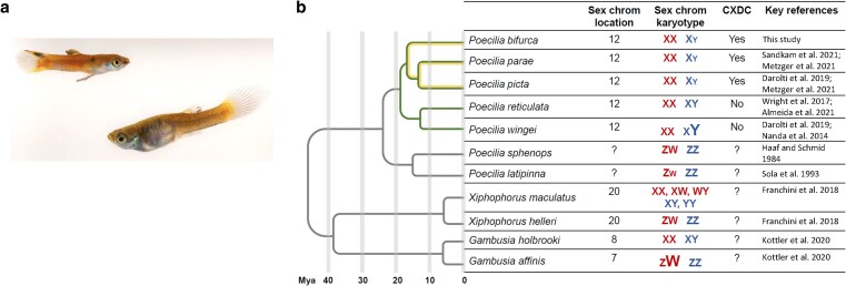 Genome report: Genome of the Amazon guppy (Poecilia bifurca) reveals conservation of sex chromosomes and dosage compensation.