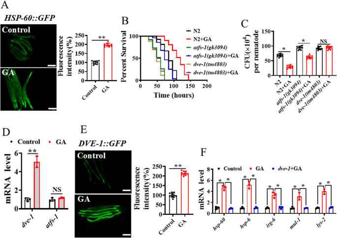 Ginkgolide a enhances the resistance to pathogen infection through mitochondrial unfolded protein response.