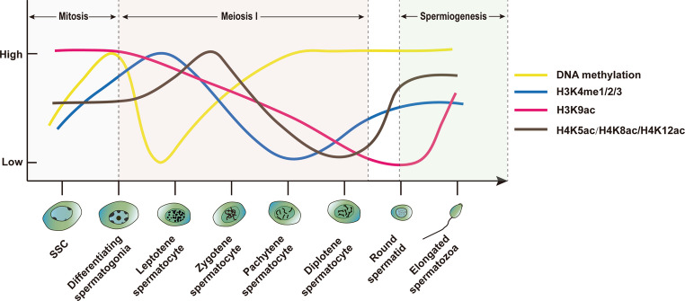 Epigenetic regulation by DNA methylation, histone modifications and chromatin remodeling complexes in controlling spermatogenesis and their dysfunction with male infertility.