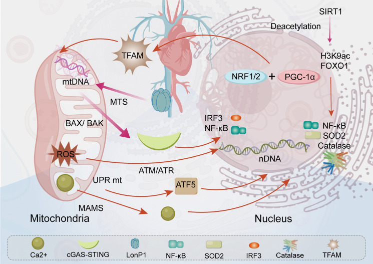 Advances in mitochondria-nucleus crosstalk in septic cardiomyopathy.