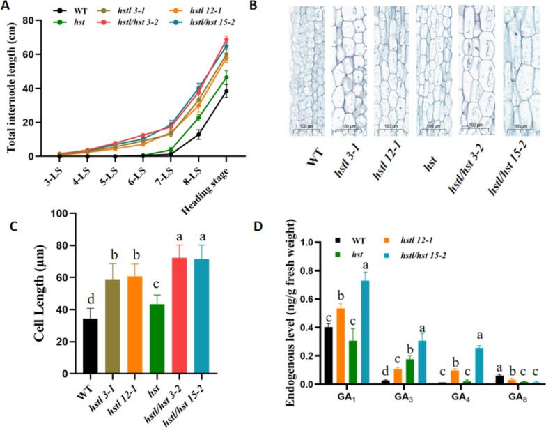 Rice Transcription Factor HSTL Regulates Plant Height and Salt Stress Response by Modulating Gibberellin Homeostasis.