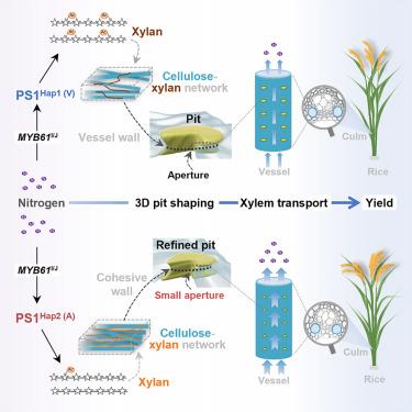 Shaping pit structure in vessel walls sustains xylem hydraulics and grain yield