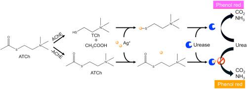Cascade catalysis-based signal amplification for colorimetric detection of acetylcholinesterase and its inhibitors