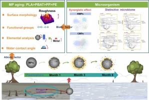 Microplastic aging and plastisphere succession in mangrove sediments: Mechanisms, microbial interactions, and degradation potential