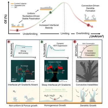 Interfacial pH gradients suppress HER at high currents in zinc metal batteries