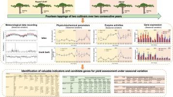 Seasonal variation in rubber yield, physio-biochemical parameters and sucrose metabolism-related genes in two rubber tree cultivars