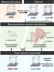 A ventral hippocampus-basolateral amygdala circuit regulates the unconditioned stimulus retrieval-induced reconsolidation of remote fear memory