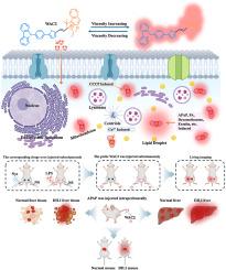 TICT-activated viscosity sensitive mitochondrial probes for imaging and early diagnosis of drug-induced liver injury