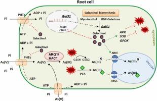 Galactinol synthase 1, AtGolS1, affects arsenate tolerance by modulating phosphate homeostasis in sensitive ecotype Slavi-1 of Arabidopsis