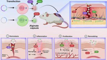 Engineered cell-laden hemostatic hydrogels for all-round rapid repair of diabetic wounds