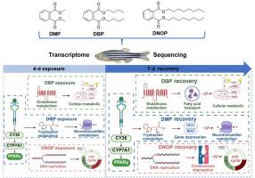 Responses of zebrafish to phthalate exposure and recovery: Insights into transcriptome-based molecular mechanisms