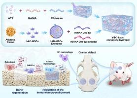 Construction of microRNA-loaded MSC-exosomes scaffold for promoting osteogenesis through immune microenvironment modulation