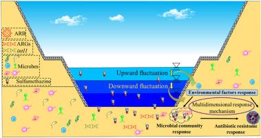 Multidimensional response mechanism of sulfamethazine migration and antibiotic resistome spread in natural riverbed driven by vertical river water level fluctuations
