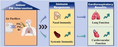 Cardiorespiratory benefits of reducing indoor particulate matter depend on immune improvements: Insights into individual heterogeneity from a randomized, double-blind crossover trial