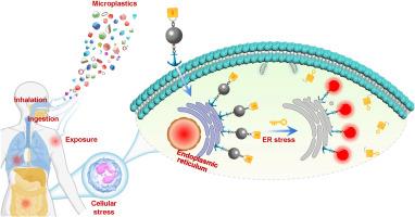 Fluorescent Visualization of Endoplasmic Reticulum Stress Induced by Microplastic Pollution via Surge of Intracellular Reactive Oxygen Species