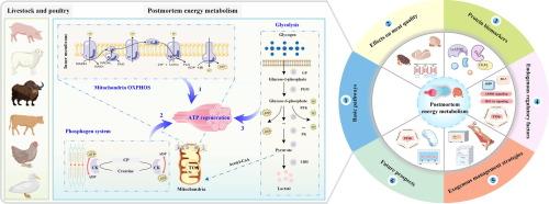 Postmortem energy metabolism and meat quality development: Advances in basic pathways, endogenous regulatory factors, and exogenous management strategies