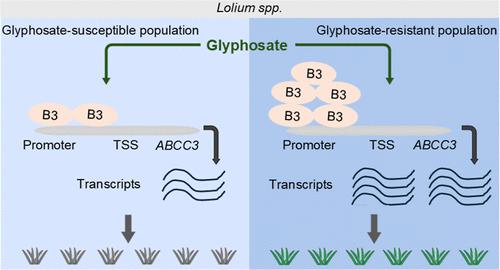 Conjoint Genome–Transcriptome Analysis to Identify the Conserved ABCC3 Gene Involved in Glyphosate Resistance in Lolium spp.