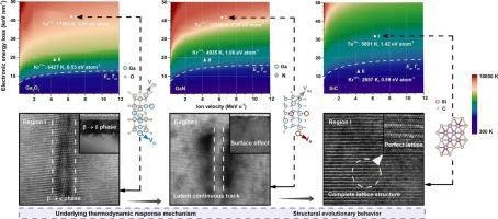 Distinctive features of structural evolution and thermodynamic response in wide-bandgap semiconductors driven by intense electronic excitation