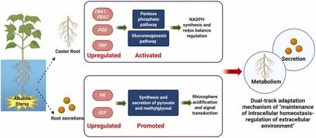 Rhizosphere-to-intracellular adaptation in Ricinus communis roots under alkali stress: Pentose phosphate and pyruvate pathways mediate cross-dimensional regulation