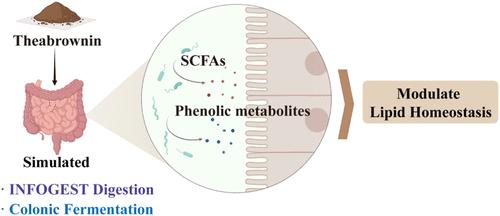 Gut Microbial Catabolism of Prebiotic Theabrownin Yields Bioactive Metabolites for Gut Health and Lipid Homeostasis