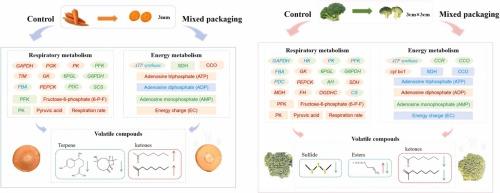 Interfacial antagonism between goethite and ZnO nanoparticles modulates organic phosphorus fate in aquatic systems