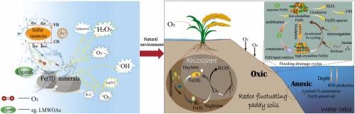 Formation of reactive oxidants from Fe(II)-bearing minerals in oxic environments: A review