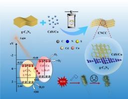 Construction of g-C3N4/CdS-Cu Z-scheme heterojunction with reactive oxygen species compensation function and analysis of its photocatalytic antibacterial mechanism