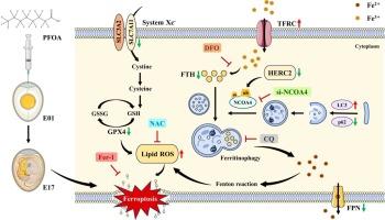 NCOA4-dependent ferritinophagy drives perfluorooctanoic acid-triggered renal ferroptosis in chicken embryos