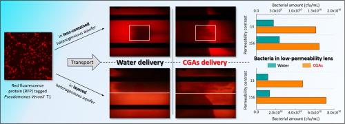 Bacterial transport enhancement by colloidal gas aphrons in heterogeneous aquifers: Performance evaluation and mechanistic insights