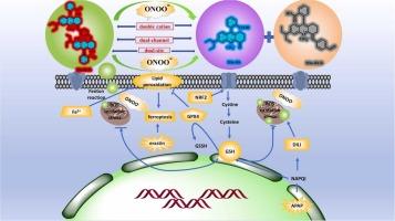 Revealing a close link between ferroptosis and drug-induced liver injury with dual-site NIR ratiometric fluorescent probe for mitochondrial peroxynitrite