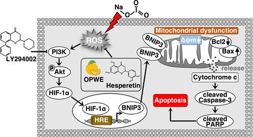 Hesperidin and Hesperetin from Orange Peel Water Extract Protect against NaIO3-Induced Oxidative Damage in Retinal Pigment Epithelial Cells by Modulating PI3K/Akt/HIF-1α/BNIP3 Signaling