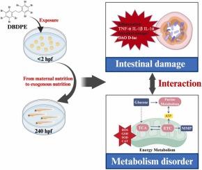 Deleterious effects of decabromodiphenyl ethane on intestinal health and metabolism in zebrafish model: During the transition from maternal nutrition to exogenous nutrition