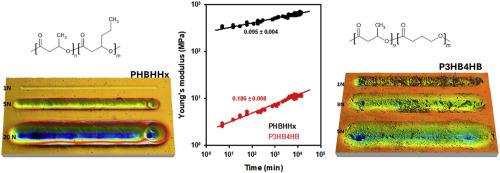The complex crystalline behavior and tribological performance of polyhydroxyalkanoates.
